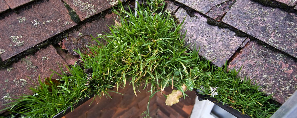 Grass and silt filling the gutter.