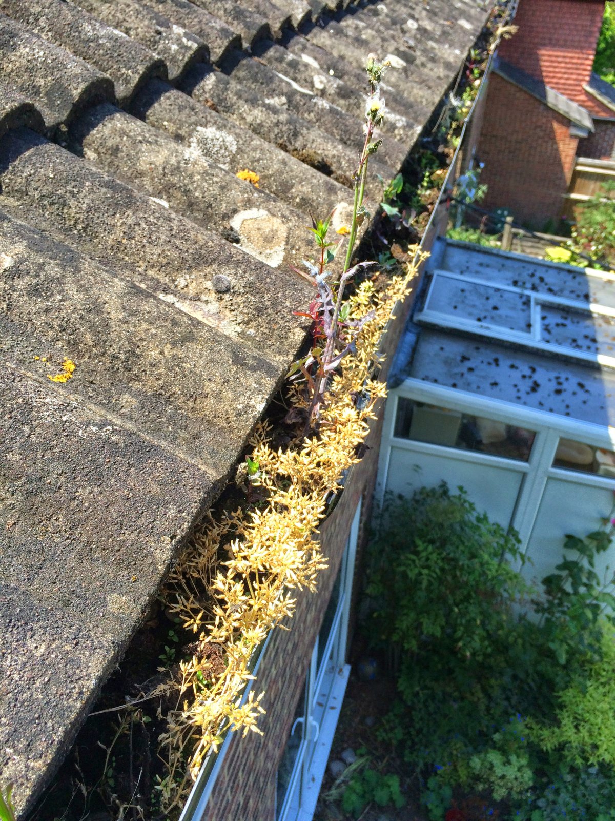 Weeds and moss growing in the blocked gutter.