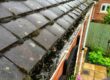 Blocked gutter full of moss, leaves and standing water before cleaning in Knaphill, Surrey