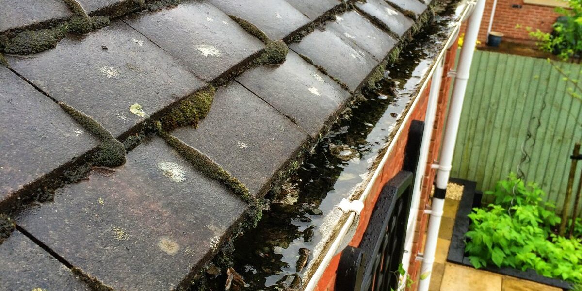 knaphill-IMG_0996 Blocked gutter full of moss, leaves and standing water before cleaning in Knaphill, Surrey