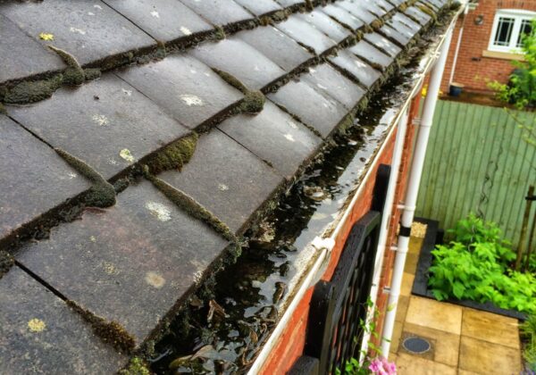 Blocked gutter full of moss, leaves and standing water before cleaning in Knaphill, Surrey