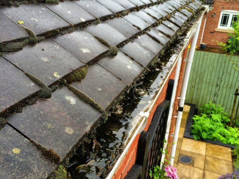 Blocked gutter full of moss, leaves and standing water before cleaning in Knaphill, Surrey