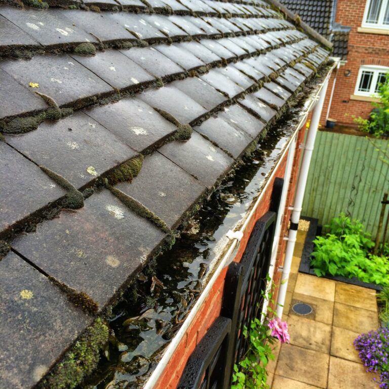 Blocked gutter full of moss, leaves and standing water before cleaning in Knaphill, Surrey