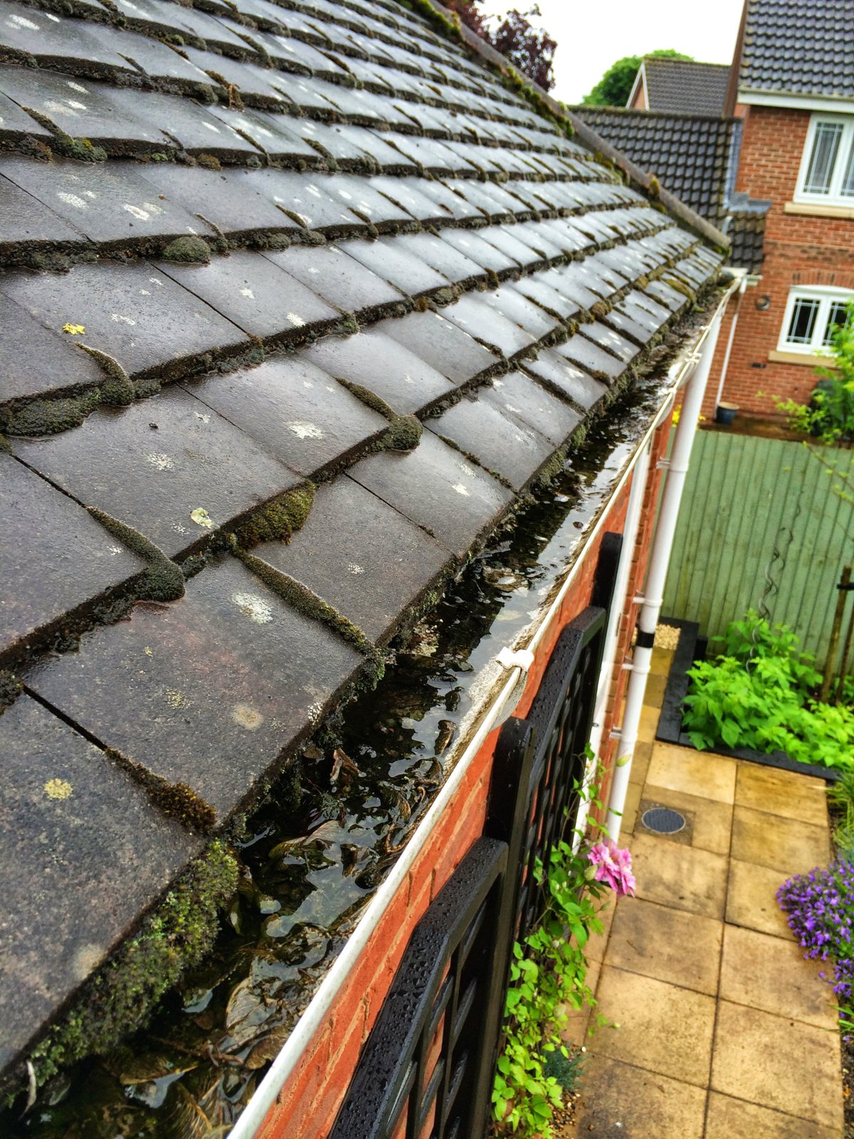 Blocked gutter full of moss, leaves and standing water before cleaning in Knaphill, Surrey