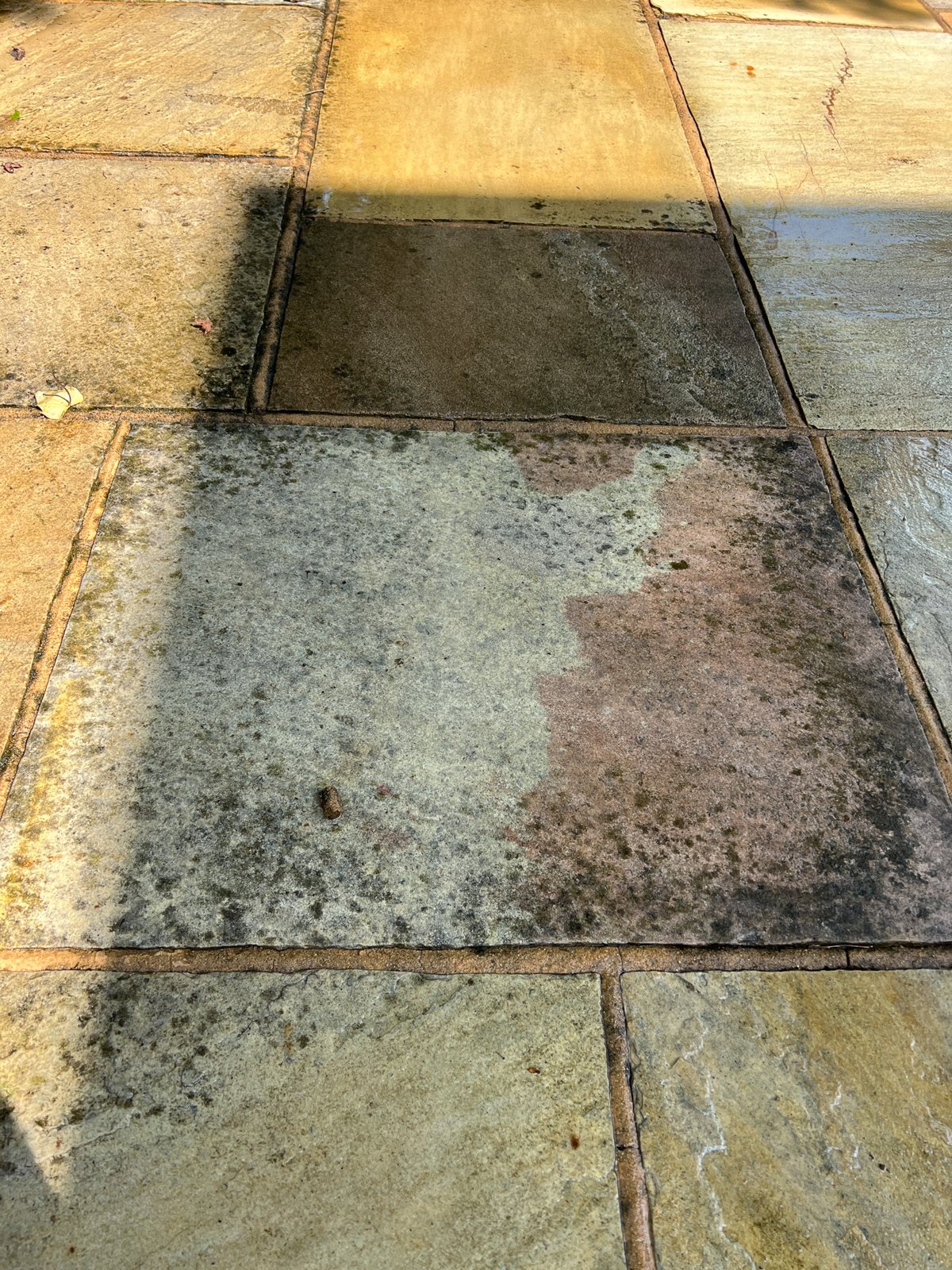 Black algae across the Indian sandstone.