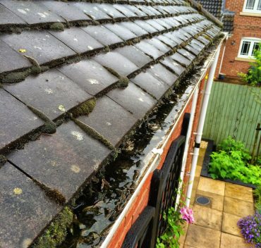 Blocked gutter full of moss, leaves and standing water before cleaning in Knaphill, Surrey